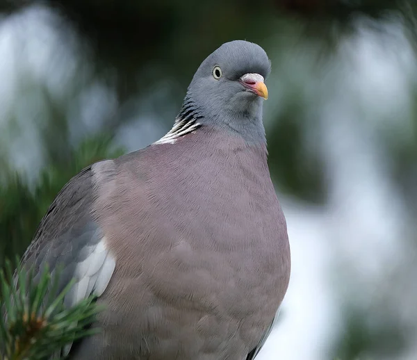 Közönséges Galamb Vagy Közönséges Galamb Más Néven Egyszerű Galamb Vagy — Stock Fotó