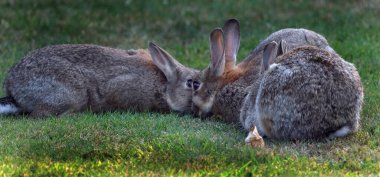Rabbits, also known as bunnies or bunny rabbits, are small mammals in the family Leporidae of the order Lagomorpha. Oryctolagus cuniculus includes the European rabbit species and its descendants, the world's 305 breeds of domestic rabbit