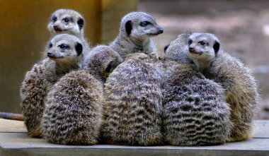 The meerkat or suricate is a small mongoose found in southern Africa. It is characterised by a broad head, large eyes, a pointed snout, long legs, a thin tapering tail, and a brindled coat pattern.