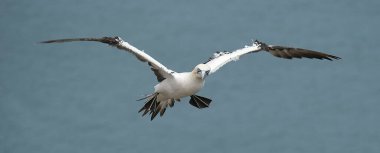 Sümsük kuşları, Sulidae familyasından, meme uçlarıyla yakından ilişkili Morus cinsinden olan deniz kuşlarıdır. 