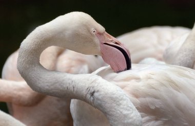 Flamingos or flamingoes are a type of wading bird in the family Phoenicopteridae, which is the only extant family in the order Phoenicopteriformes.