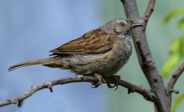 Dunnock, Orta Avrupa 'da ve Asya Rusya' da bulunan küçük bir kuş türüdür. Dunnocks, Yeni Zelanda 'ya da başarıyla sokulmuştur..