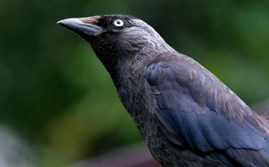 Avrasya kargası, Avrupa kargası ya da kısaca karga kuşu olarak da bilinen batı karga, karga familyasından geçen bir kuş türüdür..