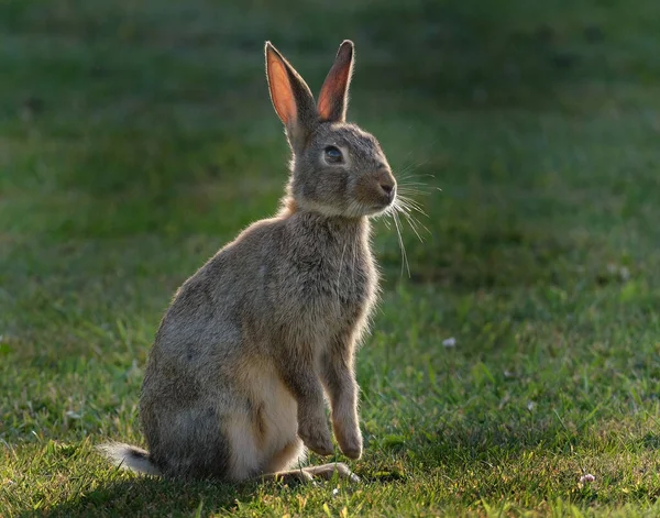 Rabbits Also Known Bunnies Bunny Rabbits Small Mammals Family Leporidae — 스톡 사진