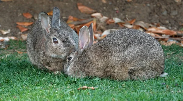 Кролики Також Відомі Кролики Або Кролики Дрібними Ссавцями Родині Leporidae — стокове фото