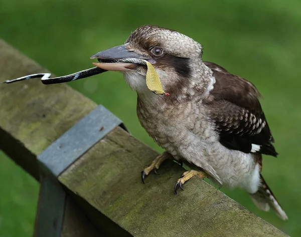 Kookaburras Terrestrial Tree Kingfishers Genus Dacelo Native Australia New Guinea — Stockfoto