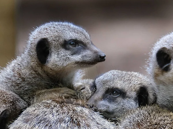 Meerkat Suricate Small Mongoose Found Southern Africa Characterised Broad Head — ストック写真