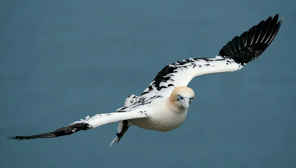 Gannets São Aves Marinhas Que Compõem Gênero Morus Família Sulidae — Fotografia de Stock