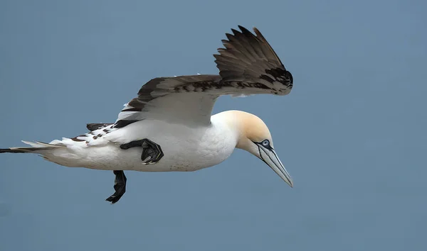 Gannets São Aves Marinhas Que Compõem Gênero Morus Família Sulidae — Fotografia de Stock