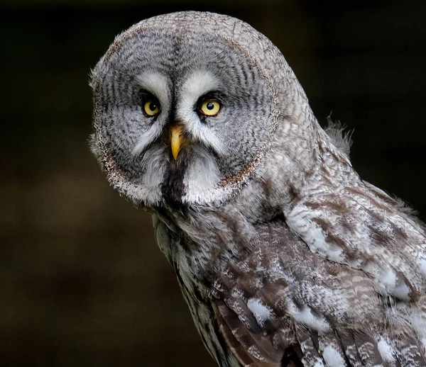 Great Grey Owl Very Large Owl Documented World Largest Species — Stockfoto