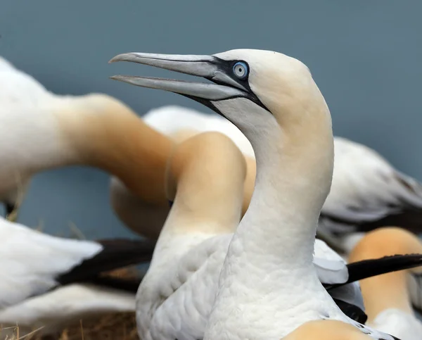 Gannets São Aves Marinhas Que Compõem Gênero Morus Família Sulidae — Fotografia de Stock