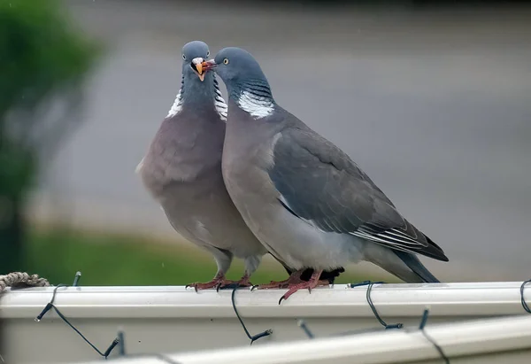 Közönséges Galamb Vagy Közönséges Galamb Más Néven Egyszerű Galamb Vagy — Stock Fotó