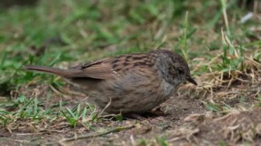Dunnock, Orta Avrupa 'da ve Asya Rusya' da bulunan küçük bir kuş türüdür. Dunnocks, Yeni Zelanda 'ya da başarıyla sokulmuştur.. 