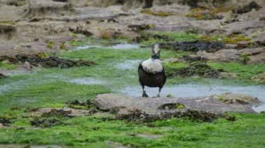 Azize Cuthbert ördeği ya da Cuddy ördeği, Avrupa, Kuzey Amerika ve Sibirya 'nın kuzey kıyılarına dağılmış büyük bir deniz ördeği türüdür. Erkek..