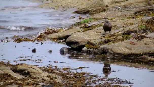 Eider Umum Juga Disebut Bebek Cuthbert Atau Bebek Cuddy Adalah — Stok Video