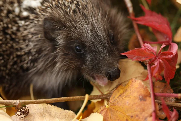 Sonbahar bahçesinde yaprakları olan küçük şirin kirpi.