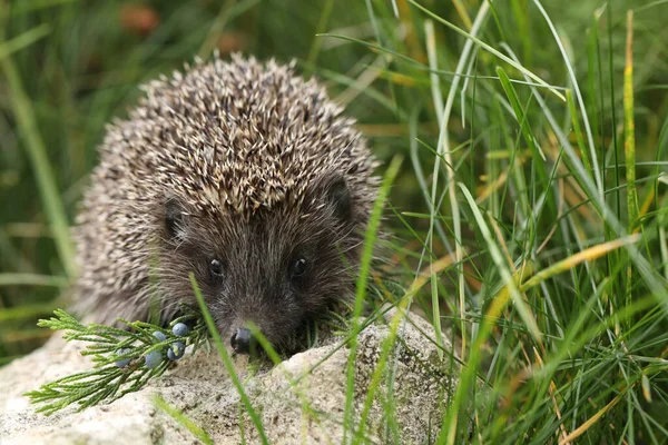 Klein Schattig Egel Tuin — Stockfoto