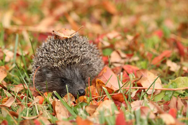 Little Cute Hedgehog Autumn Garden Leaves — Stock Photo, Image