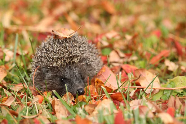 紅葉のある秋の庭の可愛いハリネズミ — ストック写真