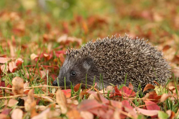 Kleine Schattige Egel Herfsttuin Met Bladeren — Stockfoto