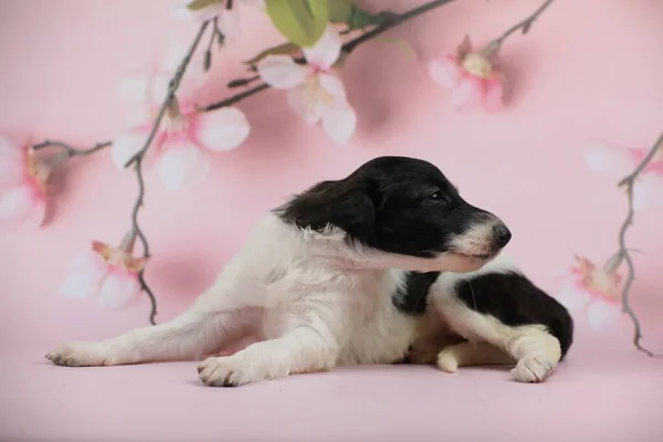 Borzoi Puppy Roze Achtergrond — Stockfoto