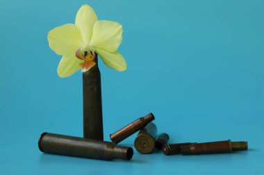 Mavi arkaplanda kabuklu orkide çiçeği ve metin için yer