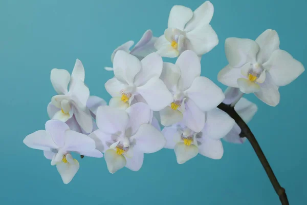 Parlak Mavi Stüdyo Arka Planında Güzel Beyaz Orkide Çiçeği Izole — Stok fotoğraf