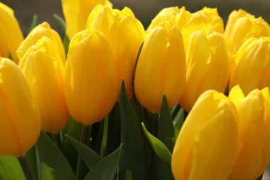 Arkaplan olarak sarı laleler. metin için yer