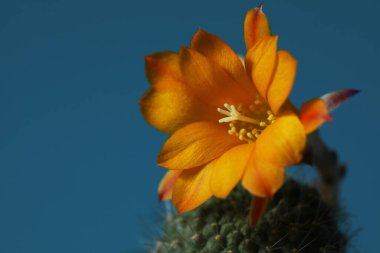 mavi arkaplanda turuncu sulu çiçek