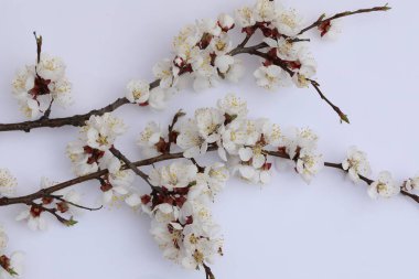 Beyaz kayısı çiçekli arkaplan