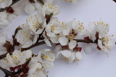 Kopya alanı ile kayısı çiçeği arkaplanı