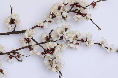 Kopya alanı ile kayısı çiçeği arkaplanı