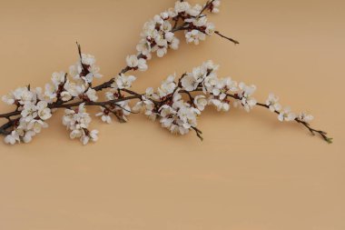 kayısı ağacı çiçekli bej arkaplan ve kopyalama alanı