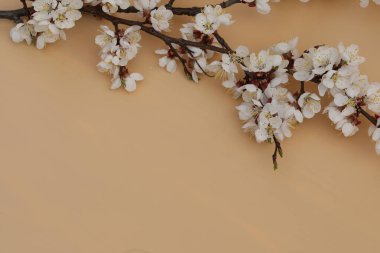 kayısı ağacı çiçekli bej arkaplan ve kopyalama alanı