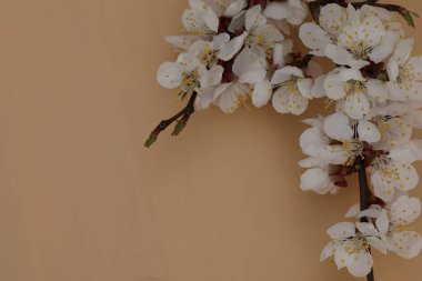 kayısı ağacı çiçekli bej arkaplan ve kopyalama alanı
