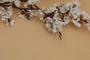 kayısı ağacı çiçekli bej arkaplan ve kopyalama alanı