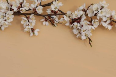 kayısı ağacı çiçekli bej arkaplan ve kopyalama alanı