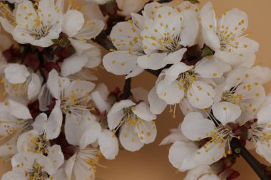 Kopya alanı ile kayısı çiçeği arkaplanı