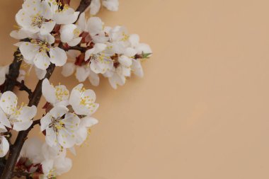 kayısı ağacı çiçekli bej arkaplan ve kopyalama alanı