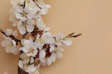 kayısı ağacı çiçekli bej arkaplan ve kopyalama alanı