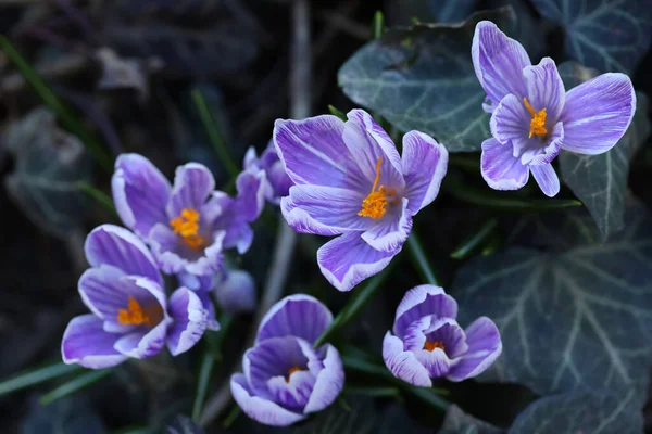 Фиолетовый Весенний Крокус Саду — стоковое фото