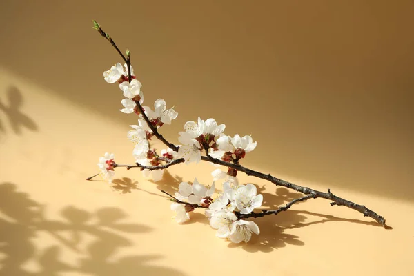 kayısı ağacı çiçekli bej arkaplan ve kopyalama alanı