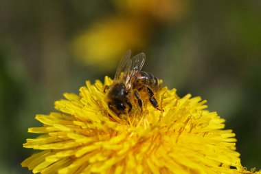 Bahçedeki parlak sarı karahindiba üzerinde küçük bir arı