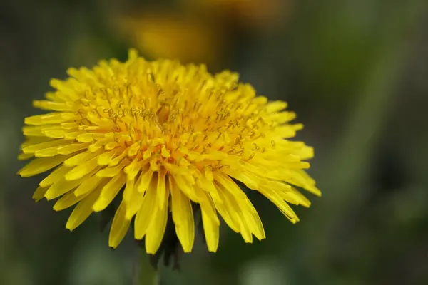 Leuchtend Gelbe Sommerlöwenzahne Garten Nahaufnahme — Stockfoto