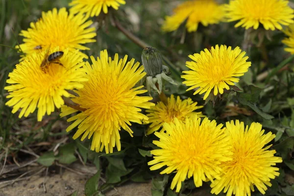 Pissenlits Été Jaune Vif Dans Jardin Gros Plan — Photo