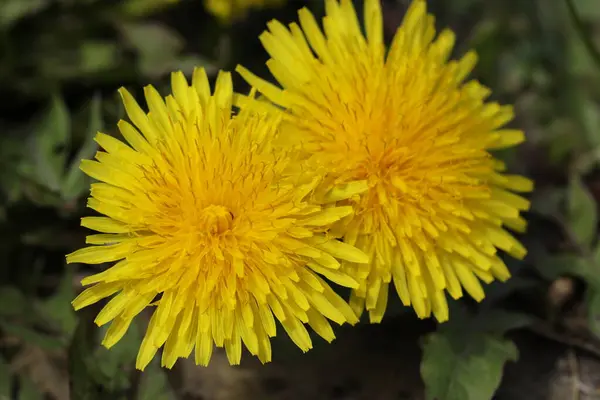 Leuchtend Gelbe Sommerlöwenzahne Garten Nahaufnahme — Stockfoto