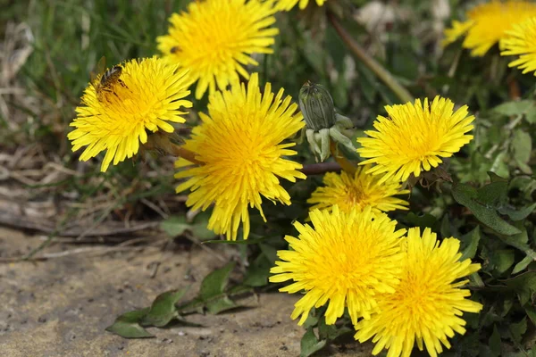 Felgele Zomerpaardebloemen Tuin Close — Stockfoto