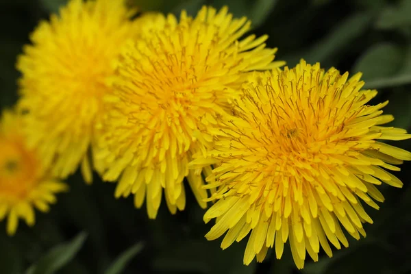 Dandelions Verão Amarelo Brilhante Jardim Close — Fotografia de Stock