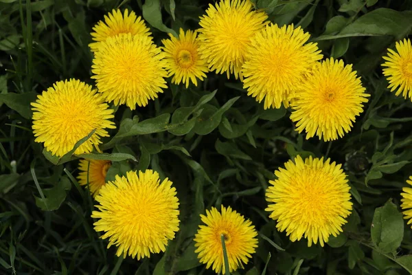 Bright Yellow Dandelion Garden Close — Stock Photo, Image