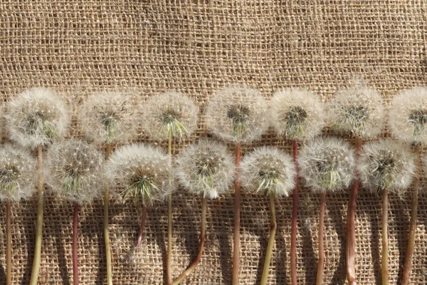 Textil Bakgrund Med Maskrosor Och Kopiera Utrymme — Stockfoto